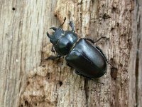 Lucanus cervus 13, Vliegend hert, female, Saxifraga-Mark Zekhuis