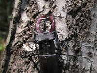 Lucanus cervus 23, Vliegend hert, Saxifraga-Al Vrezec