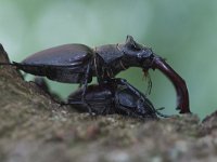 Lucanus cervus 25, Vliegend hert, Saxifraga-Mark Zekhuis