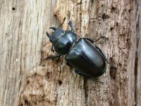 Lucanus cervus 28, Vliegend hert, female, Saxifraga-Mark Zekhuis