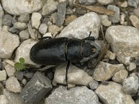 Lucanus cervus 29, Vliegend hert, female, Saxifraga-Jan van der Straaten