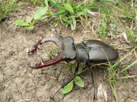 Lucanus cervus 33, Vliegend hert, Saxifraga-Jan Willem Jongepier