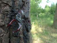 Lucanus cervus 36, Vliegend hert, Saxifraga-Mark Zekhuis