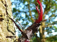 Lucanus cervus 43, Vliegend hert, Saxifraga-Mark Zekhuis