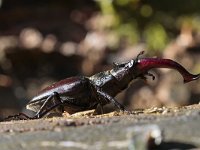 Lucanus cervus 45, Vliegend hert, Saxifraga-Jan Nijendijk