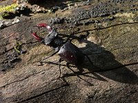 Lucanus cervus 50, Vliegend hert, Saxifraga-Jan Nijendijk