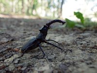 Lucanus cervus 56, Vliegend hert, Saxifraga-Hans Dekker