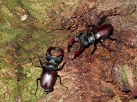 Lucanus cervus 6, Vliegend hert, Saxifraga-Mark Zekhuis