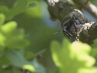 Lucanus cervus 62, Vliegend hert, Saxifraga-Mark Zekhuis