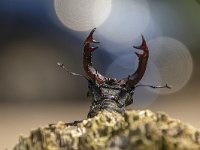 Lucanus cervus 69, Vliegend hert, Saxifraga-Luuk Vermeer