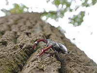 Lucanus cervus 73, Vliegend hert, Saxifraga-Mark Zekhuis