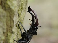 Lucanus cervus 78, Vliegend hert, Saxifraga-Luuk Vermeer