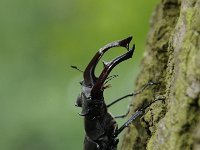 Lucanus cervus 79, Vliegend hert, Saxifraga-Luuk Vermeer