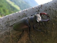 Lucanus cervus 8, Vliegend hert, Saxifraga-Al Vrezec