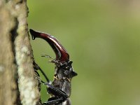 Lucanus cervus 89, Vliegend hert, Saxifraga-Luuk Vermeer