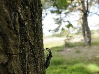 Lucanus cervus 90, Vliegend hert, Saxifraga-Luuk Vermeer