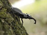 Lucanus cervus 97, Vliegend hert, Saxifraga-Luuk Vermeer