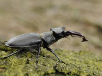 Lucanus cervus 99, Vliegend hert, Saxifraga-Luuk Vermeer