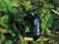 Meloe violaceus 2, Blauwe oliekever, Saxifraga-Frits Bink