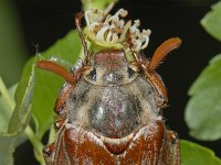 Melolontha melolontha 01 #06875 : Melolontha melolontha, Maybug, Gewone meikever