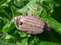 Melolontha melolontha 35, Meikever, Saxifraga-Hans Grotenhuis