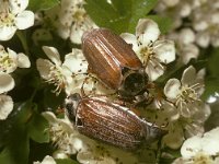 Melolontha melolontha 15, Meikever, female and male, Saxifraga-Pieter van Breugel