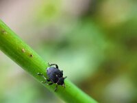 Mononychus punctumalbum 6, Lissnuitkever, Saxifraga-Ben Delbaere