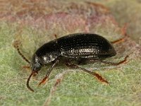 Nalassus laevioctostriatus 6, Saxifraga-Ab H Baas