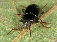 Nalassus laevioctostriatus 7, Saxifraga-Ab H Baas