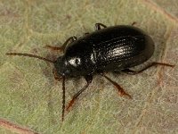 Nalassus laevioctostriatus 8, Saxifraga-Ab H Baas