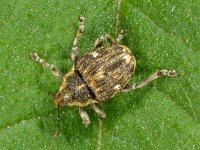 Nedyus quadrimaculatus 4, Viervlekbrandnetelsnuitkever, Saxifraga-Ab H Baas