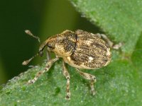 Nedyus quadrimaculatus 5, Viervlekbrandnetelsnuitkever, Saxifraga-Ab H Baas