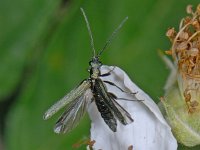 Oedemera sp 2, Saxifraga-Ab H Baas