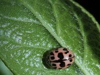 Oenopia conglobata 3, Vloeivleklieveheersbeestje, Saxifraga-Rutger Barendse