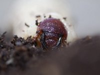 Oryctes nasicornis 11, larva, Neushoornkever, Saxifraga-Mark Zekhuis