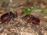 Oryctes nasicornis 21, Neushoornkever, male and female, Saxifraga-Mark Zekhuis