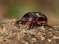 Oryctes nasicornis 24, Neushoornkever, female, Saxifraga-Mark Zekhuis