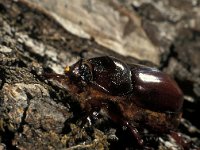 Oryctes nasicornis 3, Neushoornkever, Saxifraga-Frits Bink