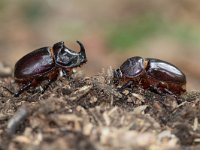 Oryctes nasicornis 4, Neushoornkever, male and female, Saxifraga-Mark Zekhuis