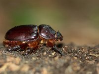 Oryctes nasicornis 8, Neushoornkever, female, Saxifraga-Mark Zekhuis