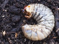 Oryctes nasicornis 14, larva, Neushoornkever, Saxifraga-Mark Zekhuis