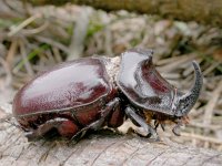 Oryctes nasicornis 15, Neushoornkever, Saxifraga-Mark Zekhuis