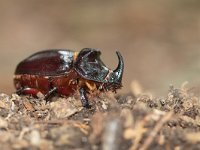 Oryctes nasicornis 17, Neushoornkever, male, Saxifraga-Mark Zekhuis