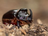 Oryctes nasicornis 18, Neushoornkever, male, Saxifraga-Mark Zekhuis