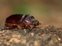 Oryctes nasicornis 22, Neushoornkever, female, Saxifraga-Mark Zekhuis