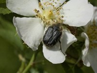 Oxythyrea funesta, White-spotted Rose Beetle