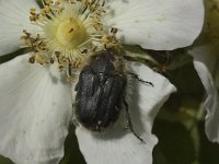 Oxythyrea funesta 2, Rouwende gouden tor, Saxifraga-Marijke Verhagen