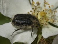 Oxythyrea funesta 3, Rouwende gouden tor, Saxifraga-Marijke Verhagen