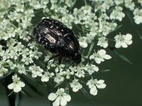 Oxythyrea funesta 7, Rouwende gouden tor, Saxifraga-Frits Bink