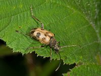 Pachytodes cerambyciformis 4, Korte smalboktor, Saxifraga-Ab H Baas